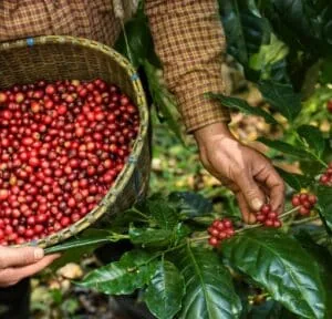 Organic Coffee Farm - LiveGoodWarrior.com